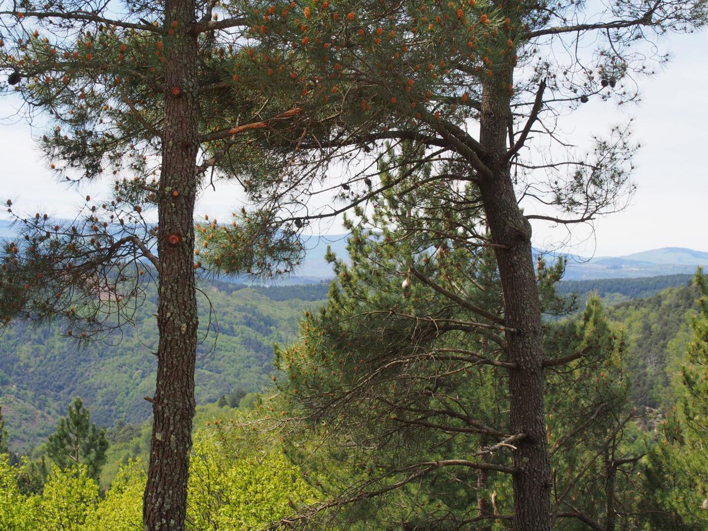 Pine, Maritime plant